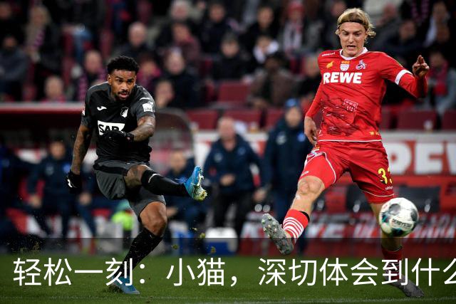 轻松一刻：小猫，深切体会到什么叫心有鱼而力不足~